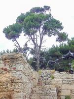 arbre avec vieux mur de pierre au soleil