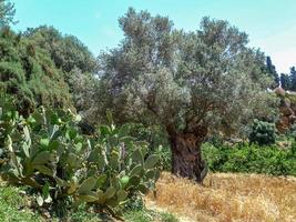 paysage avec arbre et cactus au soleil photo