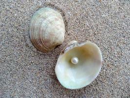 coquille avec une perle sur une plage de sable photo