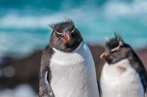 pingouins sauteurs photo