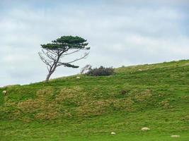 arbre sur une colline photo