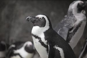 Portrait de gros plan pingouin africain photo