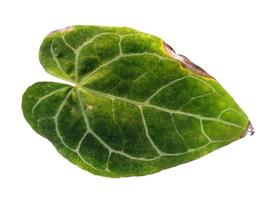 feuille d'anthurium crystallinum isolé sur fond blanc. feuilles vertes sur fond blanc photo