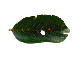 feuilles de nephelium lappaceum ou feuille de ramboutan sur fond blanc photo