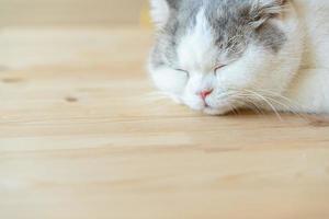 chat dormant sur une table en bois. chat qui dort photo