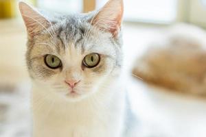 chat avec la tête inclinée à l'intérieur. le chat regarde la caméra. portrait d'un chat aux yeux jaunes. photo