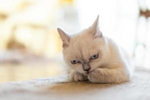 chat se toilettant à la maison. chat léchant les pattes et se lavant le visage. photo