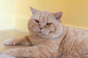 chat avec la tête inclinée à l'intérieur. le chat regarde la caméra. portrait d'un chat aux yeux jaunes. photo