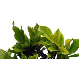 Kacapiring ou gardénia augusta ou feuilles de jasmin du Cap isolés sur fond blanc photo