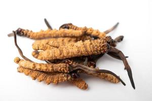 gros plan ophiocordyceps sinensis ou cordycep aux champignons c'est une herbe. propriétés médicinales dans le traitement des maladies. photo