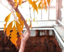 les feuilles sont sur le point de tomber dans la saison. on peut le remarquer par la couleur qui commence du jaune à l'orange. avant cette heure, il était vert. photo