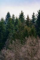 la majesté de la forêt sempervirente silencieuse, de la forêt d'épicéas et de pins pendant le gel, un phénomène hivernal naturel. photo