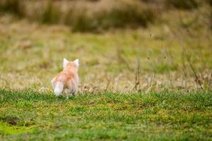 le petit chat roux chassait la taupe, un instinct naturel chez le chat. photo