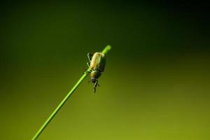petit coléoptère vert suspendu à l'herbe photo