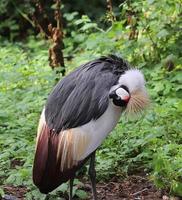 beaux oiseaux grues dans une vue rapprochée détaillée par une journée ensoleillée en été photo