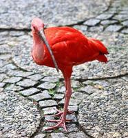 oiseau flamant rose coloré dans une vue rapprochée sur une journée d'été ensoleillée photo