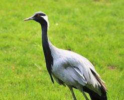 beaux oiseaux grues dans une vue rapprochée détaillée par une journée ensoleillée en été photo