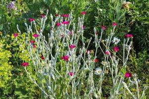 belles fleurs dans un jardin européen de différentes couleurs photo