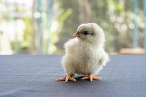 Bébé poussin australorp blanc se dresse sur un tissu blanc couvrir la table avec bokeh et jardin flou sur un terrain extérieur photo