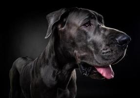 portrait d'un chien dogue allemand, sur un fond noir isolé.