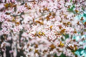 cerisier en fleurs dans le jardin photo