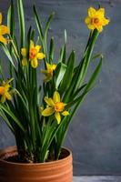 décoration saisonnière avec pot de fleur de jonquilles photo