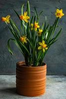 décoration saisonnière avec pot de fleur de jonquilles photo