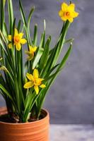 décoration saisonnière avec pot de fleur de jonquilles photo