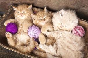 chatons endormis