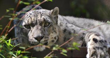 léopard des neiges photo