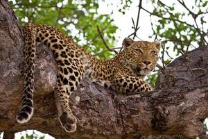 léopard couché dans l'arbre