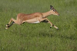 courir impala photo