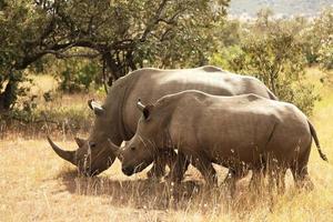 rhinocéros masai mara