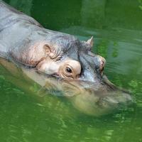 hippopotame photo