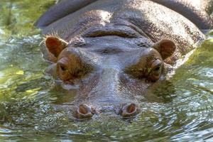 hippopotame complètement baigné dans la rivière photo