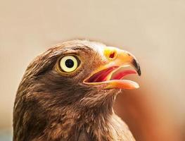 Faucon à queue rouge photo