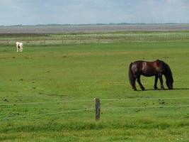 île de baltrum en allemagne photo