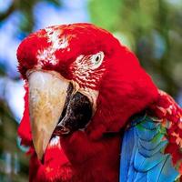 Ara rouge ou ara cacatoès perroquet closeup