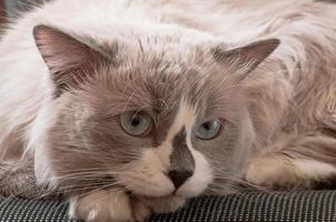 ragdoll race de chat visage gros plan photo