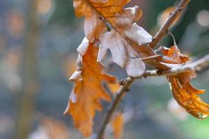 feuilles sèches et jaunes en gros plan sur un arrière-plan flou photo