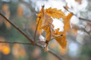 feuilles sèches et jaunes en gros plan sur un arrière-plan flou photo