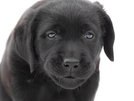 chiot labrador retriever de race pure isoler sur blanc. chien labrador. photo