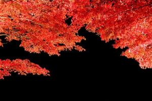 arch érable rouge en automne photo