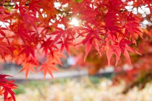 feuilles d'érable rouge dans le jardin du couloir avec fond de lumière du soleil photo