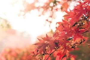 érable à feuilles rouges en automne photo