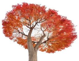 belles feuilles rouges d'arbre d'érable en automne, isolées sur fond photo