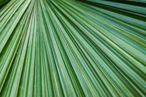 modèle de forme de lame de feuille de palmier vert photo