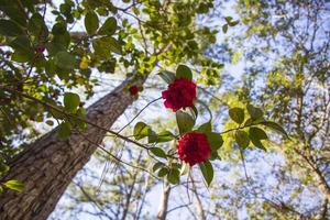 fleur rose fleurit sur une plante au printemps photo