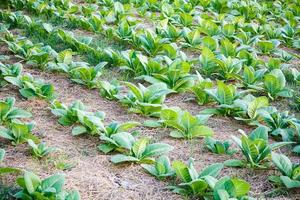 champ de tabac en gros plan photo