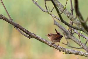 petit troglodyte perché dans un arbre au printemps photo